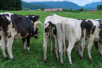 Fototapeta na wymiar 放尿する放牧中の牛