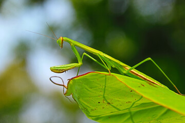Closeup young praying mantis standing on leaf
