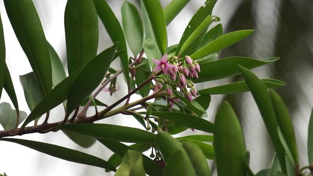 Ardisia elliptica (shoebutton ardisia, duck's eye and coralberry) with a natural background. Indonesian call it lempeni