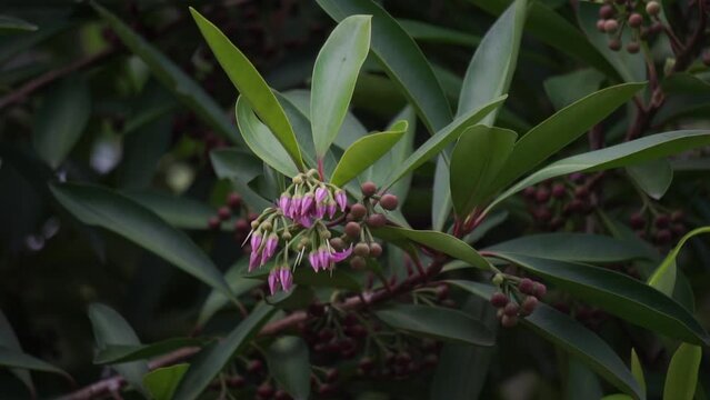 Ardisia elliptica (shoebutton ardisia, duck's eye and coralberry) with a natural background. Indonesian call it lempeni