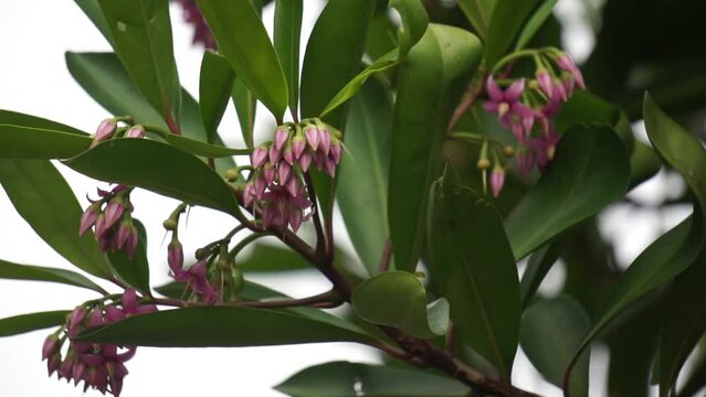 Ardisia elliptica (shoebutton ardisia, duck's eye and coralberry) with a natural background. Indonesian call it lempeni