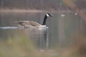 country goose on the water