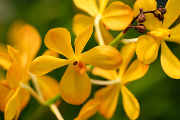Yellow orchid flowers (Ascocentrum miniatum)