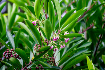 Ardisia elliptica (shoebutton ardisia, duck's eye and coralberry) with a natural background. Indonesian call it lempeni