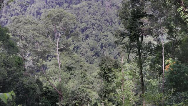 a morning view of the rainforest of gunung leuser national park on sumatra, indonesia