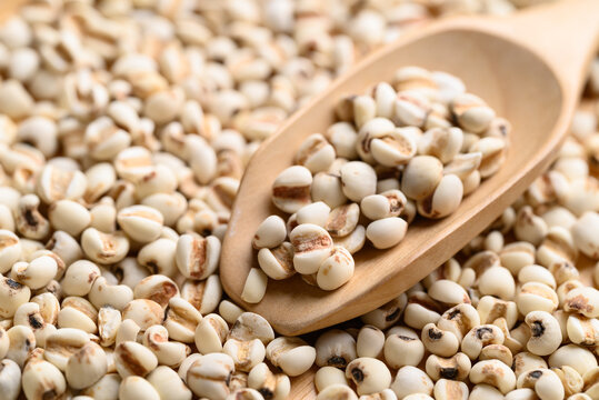 Dried Job's tears or adlay millet in wooden spoon