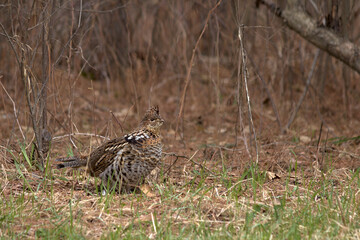 pheasant in the wild