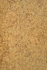 background of paddy rice