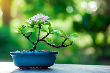 Small pink Ixora in ceramic pot In process bonsai