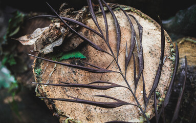 The leaves in this photo provide an implied message