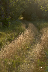 road on the fields edge with golden glistening grass