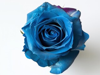 Blue rose for you.