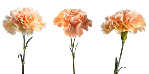 Set of apricot carnation flower branch on transparent background