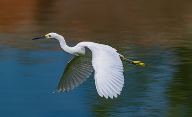 A young Snowy Egret bird with beautiful wings flying over a colorful lake. Close up view.