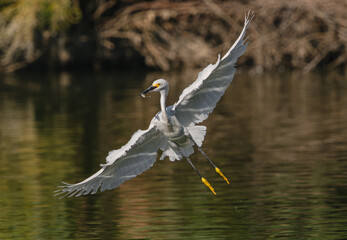 A beautiful Snowy Egret with open wings flying towards the viewer with a freshly caught fish in its beak. Close up view.