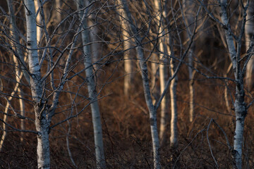 aspen trees with a warm feeling