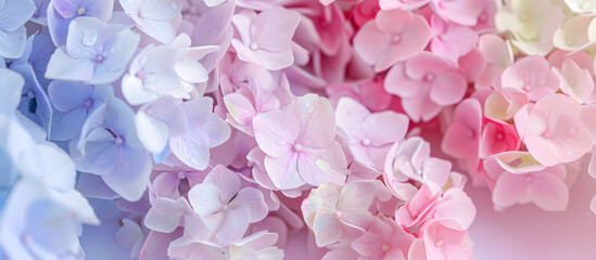 Hydrangea flower background for greeting cards, weddings, or birthdays on an isolated pastel background with copy space.