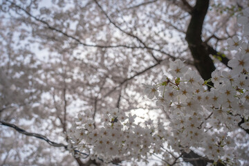 春の日本の桜