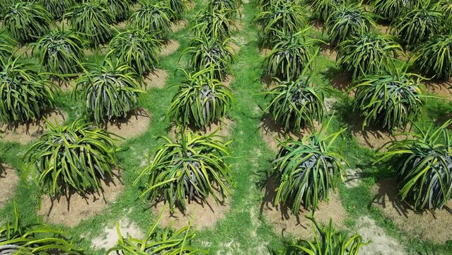 Plantation concept, farming, gardening farm harvesting. View of dragon fruit trees growing in rows in farm In Vietnam. Aerial view of dragon orchard at an organic farm. Dragon fruit, grown in heat. 4K