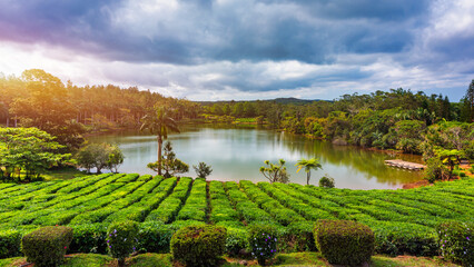 Lake in biggest tea plantations Bois Cheri on Mauritius Island. Panorama of the popular tea...