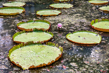 Sir Seewoosagur Ramgoolam Botanical Garden, pond with Victoria Amazonica Giant Water Lilies, Mauritius. Famous Sir Seewoosagur Ramgoolam Botanical Garden, Mauritius