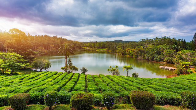 Lake in biggest tea plantations Bois Cheri on Mauritius Island. Panorama of the popular tea plantation of Mauritius, Bois Cheri, at a wonderful summer day.