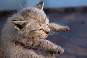 Fototapeta premium Gatinho. Gato. Filhote