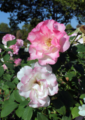 Pink and white roses flowers on a plant in a garden