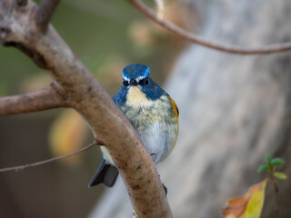 森の中で枝に留まっているルリビタキの雄