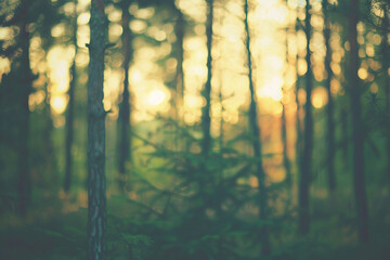 blurred photograph of Forest, outoffocus photograp. - Powered by Adobe