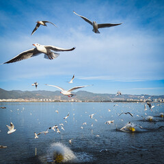 seagulls in flight over water