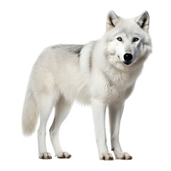 white hairy wolf sitting in front of camera PNG