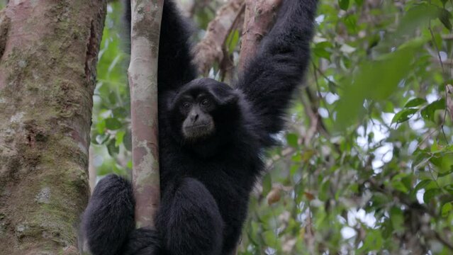 a close up front on shot of a sumatran siamang hanging onto a vine in the rainforest of gunung leuser national park on sumatra, indonesia