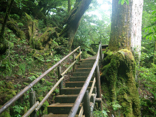 Hiking on footpath in Yakushima green mystical forest on wooden stair between moss covered trees 