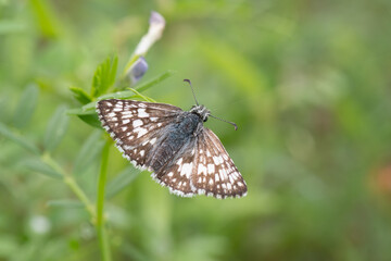 Closeup of a skipper butterfly with brown and white marking.