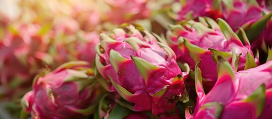 Obraz premium Organic dragon fruit that is fresh and ripe, also known as pitaya or pitahaya. Symbolizing exotic fruits and promoting a healthy eating lifestyle.