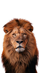 A majestic lion with shaggy mane and yellow eyes stares straight ahead on white background