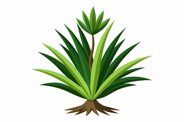 aloe vera plant vector art illustration