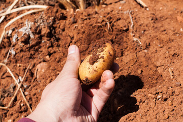 Incredible photo of hands holding a freshly harvested potato in a farm.