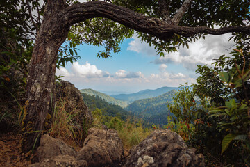 Alternating mountain through a forest