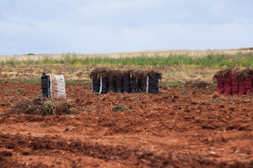 Picture of sacks full of fresh potatoes in a farm in Peru. Food and agribusiness concept.