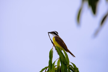 Bem-te-vi (Pitangus sulphuratus). Ave.