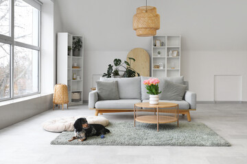 Interior of light living room with comfortable sofa, tulips and dog