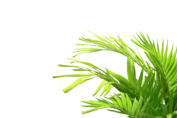 Close-up view of growing palm leaves isolated on transparent background png file.
