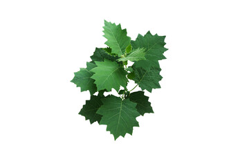 Close-up view of growing plant isolated on transparent background png file.
