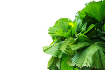 Close-up view of palm leaves isolated on transparent background png file.