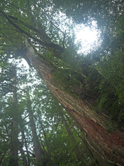 Giant old Yakusugi cedar tree in mystical green Yakushima forest