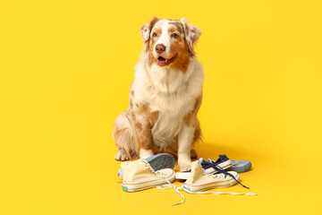 Funny Australian Shepherd dog with sneakers on yellow background