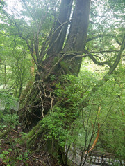 Giant old Yakusugi cedar tree and wooden footpath in mystical green Yakushima forest