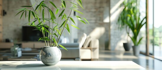 A contemporary room adorned with a vase containing Lucky bamboo (Belgian evergreen).